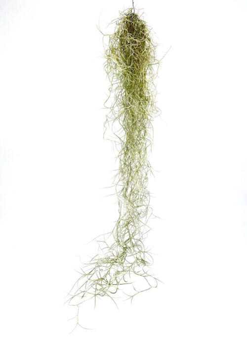 Spanish Moss Air Plant Tillandsia Usneoides