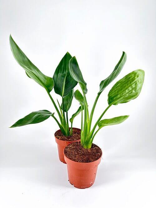 Two terracotta potted plants with green leaves on a white background.