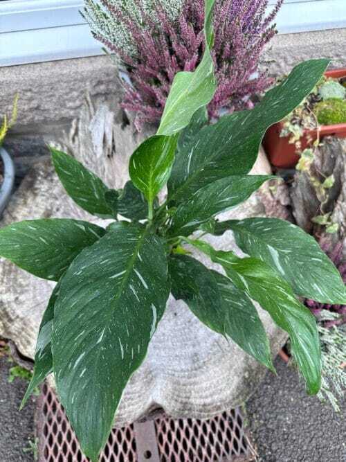 peace lily