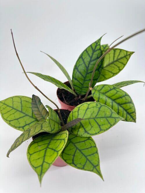 Hoya Callistophylla Wax Plant