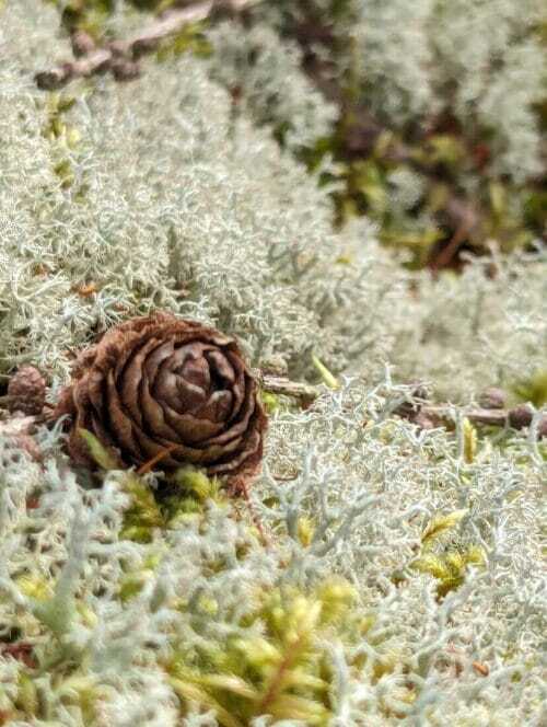 Live Reindeer Moss Lichen