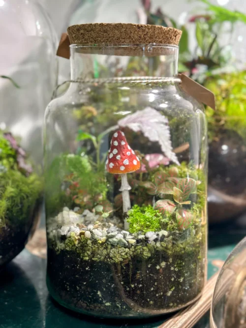 eco large closed terrarium glass container cork lid