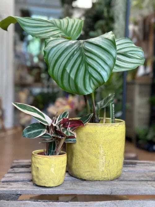 yellow glazed pot