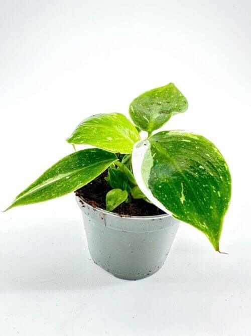 Philodendron White Princess