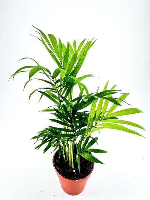 Vibrant parlor palm in terracotta pot against white background, highlighting lush green fronds.