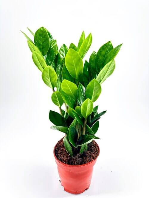 Healthy indoor houseplant in terracotta pot, vibrant green leaves, thriving under optimal care.