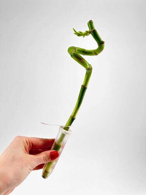 Lucky Bamboo Spiral Dracaena Sanderiana