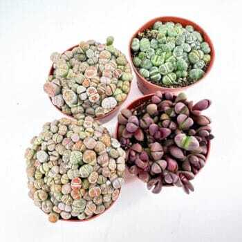 Four potted succulents: lithops, living stones, and colourful succulents on a white background.