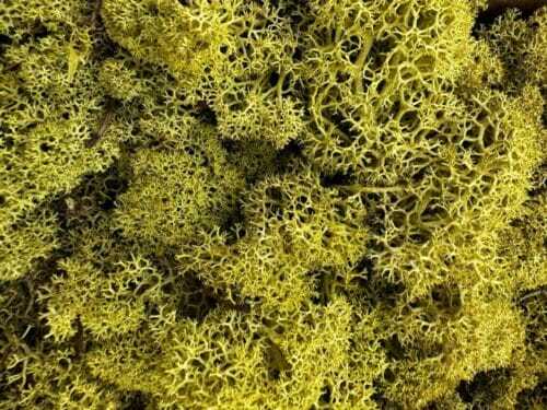 preserved reindeer moss kiwi bulk