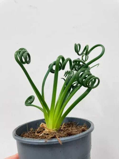 senecio peregrinus string of dolphins 12cm pot