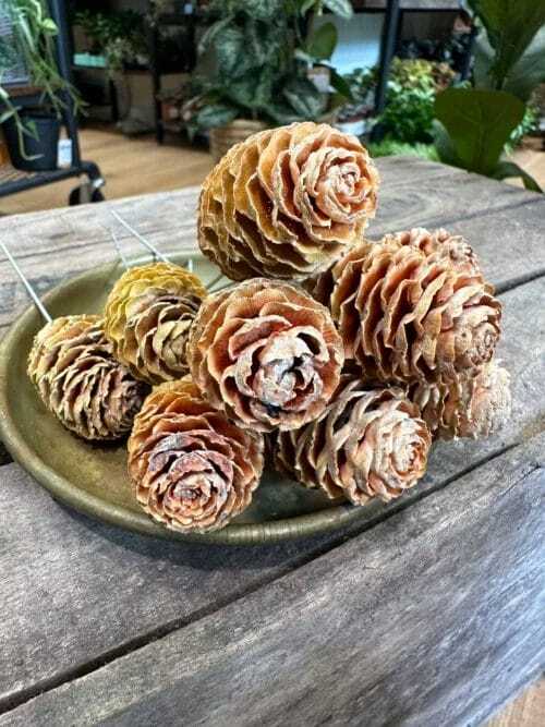 mini pine cones craft and art 100g