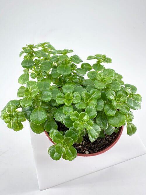 Lush green houseplant - Pilea Depressa Baby Tears- in terracotta pot adds vibrant life to indoor spaces.