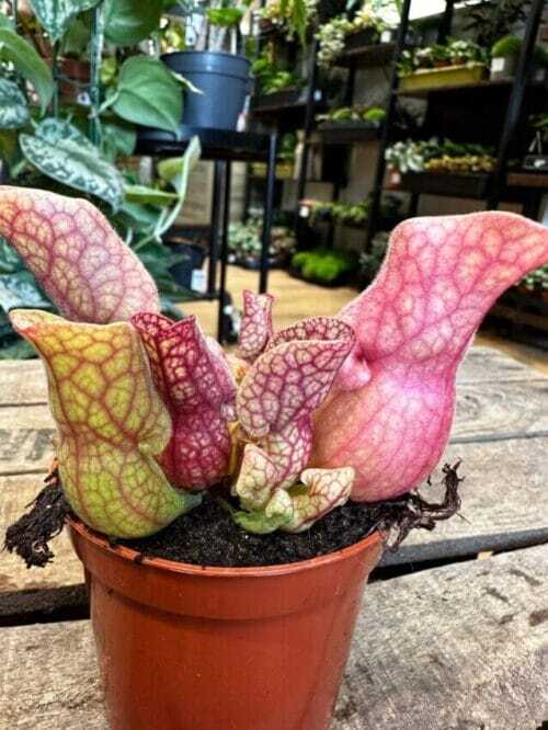 Carnivorous Sarracenia Trumpet Pitcher Purpurea SSP Venosa in 8cm pot on wooden box with blurry houseplants in background of store