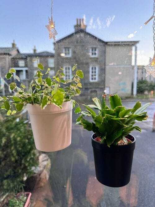 Lush indoor plants in pots viewed through a window, enhancing a serene living space.