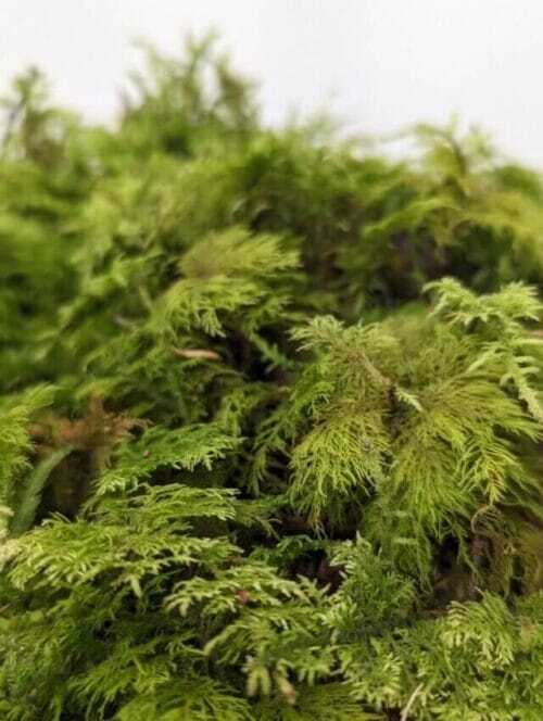 fresh live feather moss 25g