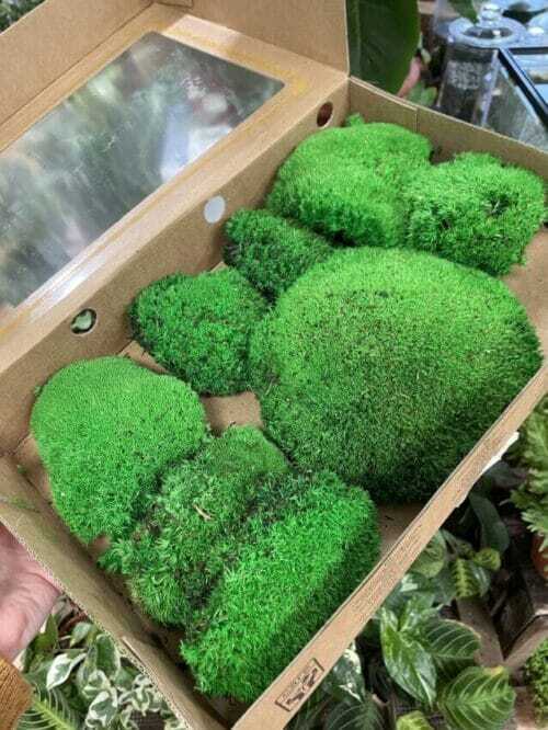 preserved green cushion bun moss bulk