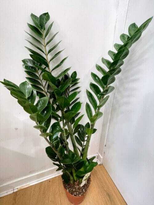 zamioculcas zamiifolia emerald palm zz x large 95cm heigh 19cm pot