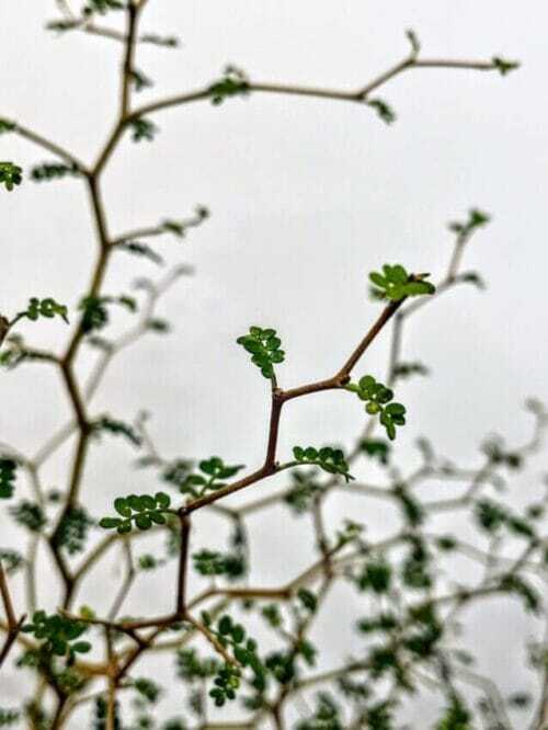 sophora prostata little baby