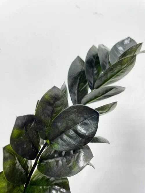 super nova black raven zz plant 17cm pot