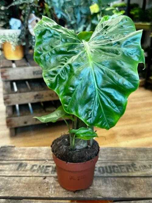 monstera deliciosa swiss cheese plant 9cm pot