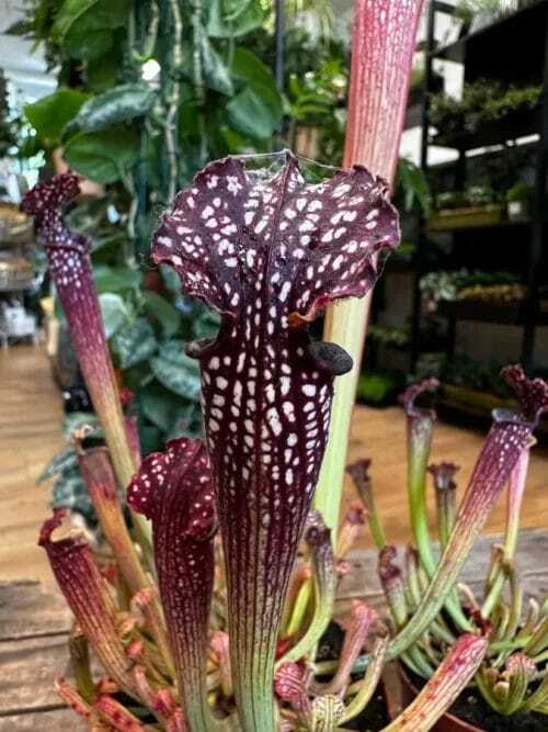 carnivorous sarracenia maroon 8cm pot