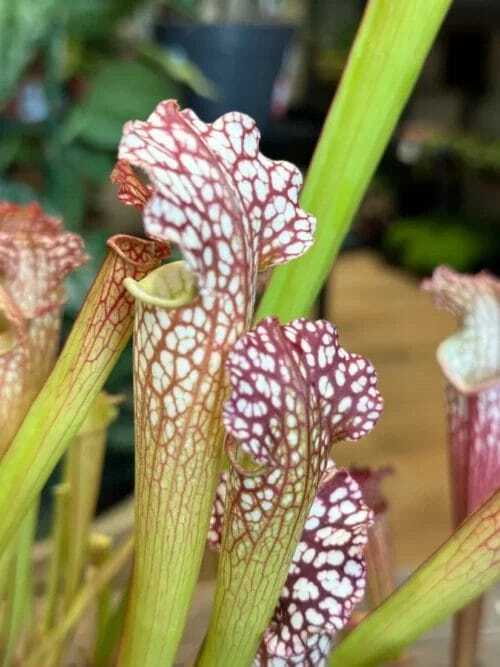 carnivorous sarracenia maroon 8cm pot