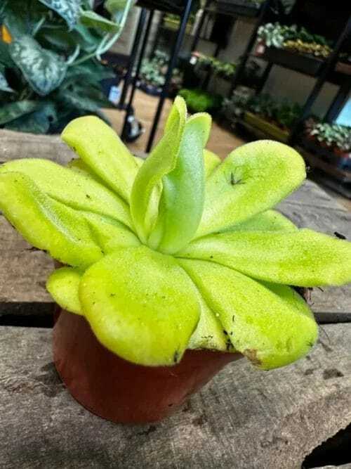 Carnivorous Butterwort Pinguicula Agnata in 8cm pot on wooden table