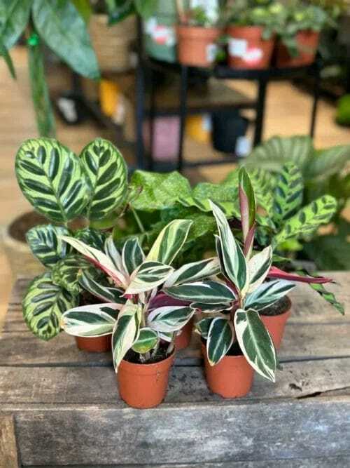 Group of Calathea Prayer Plant in 7cm pots on wooden table with blurry houseplants in background.