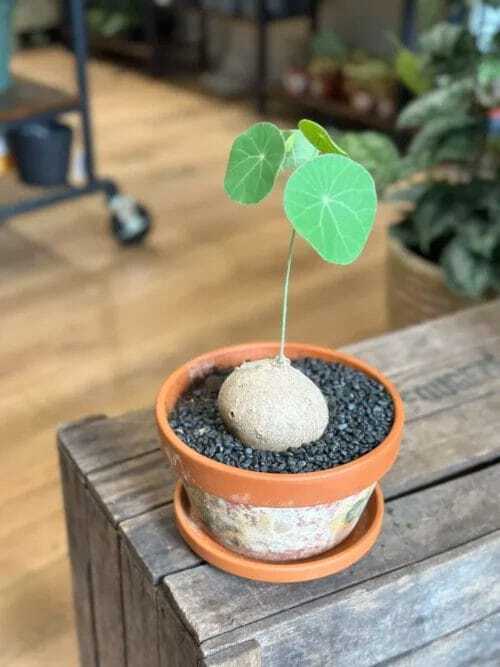 Stephania Erecta Caudex Plant in 18cm terracotta pot on wooden table