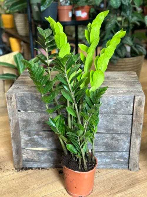 zamioculcas zamiifolia emerald palm zz in 14cm pot. In front of a wooden box