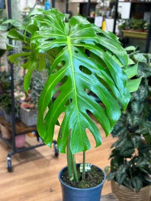 monstera deliciosa large form xxl 28cm pot (copy)