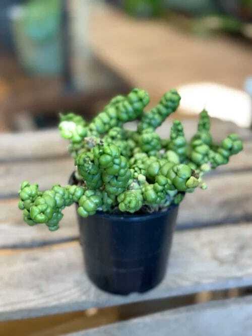 close up of a Dischidia Nummularia Ideaminubu Pangolin Kisses in black pot on wooden table.