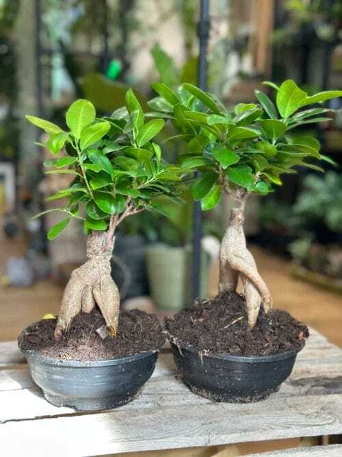 bonsai tree ficus ginseng 16cm pot