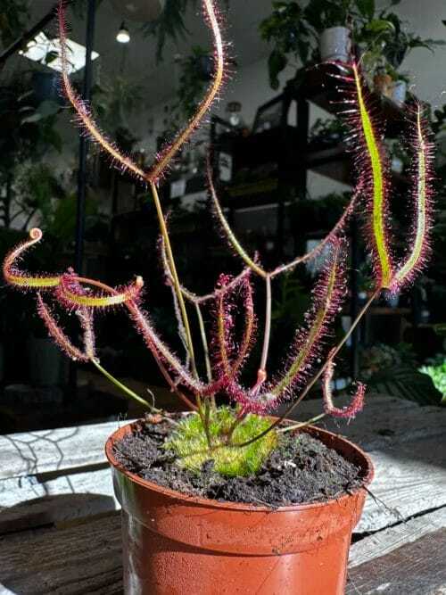 carnivorous sundew drosera scorpioides scorpion plant 8cm pot (copy)