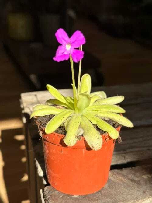 close up of a carnivorous butterwort pinguicula agnata in a 8cm pot on wooden table