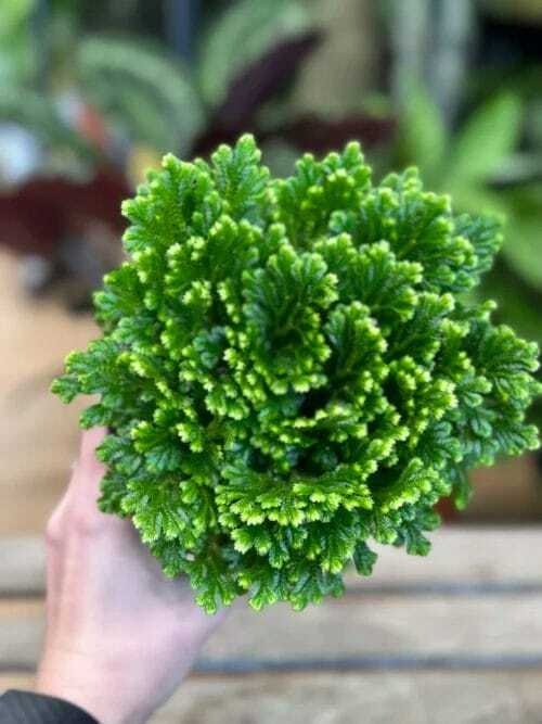 selaginella jori compact wire fern spike moss 12cm