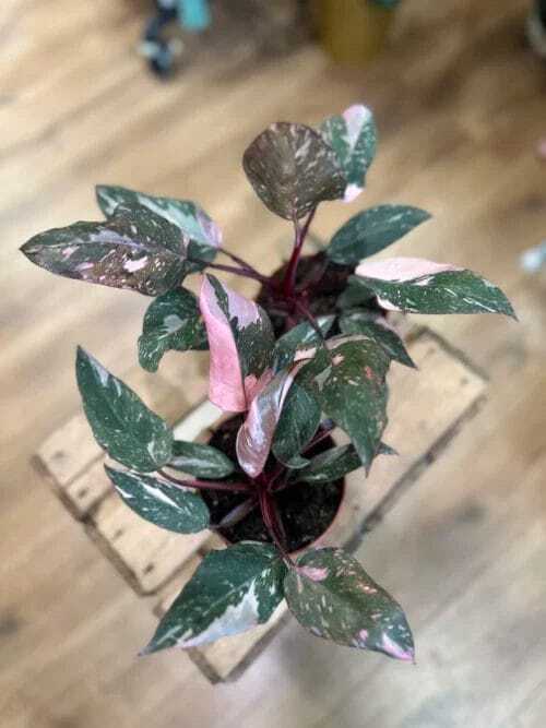 philodendron pink princess variegated 12cm pot