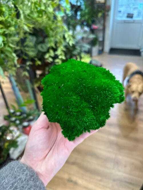 preserved green cushion bun moss 10cm x 15cm (copy)