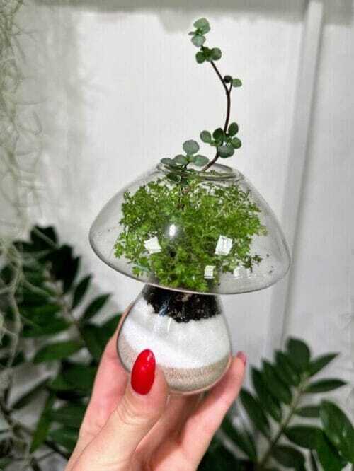 glass mushroom shape vase propagation station