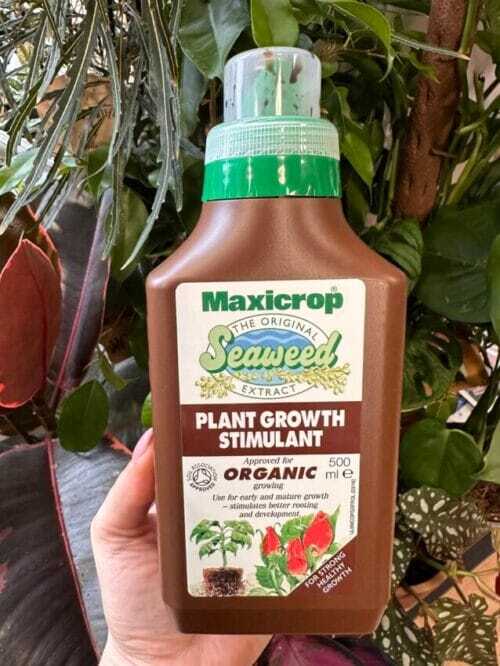 500ml bottle of Organic Seaweed Plant Food Growth Stimulator by Maxicrop, a natural fertilizer promoting healthy plant growth.