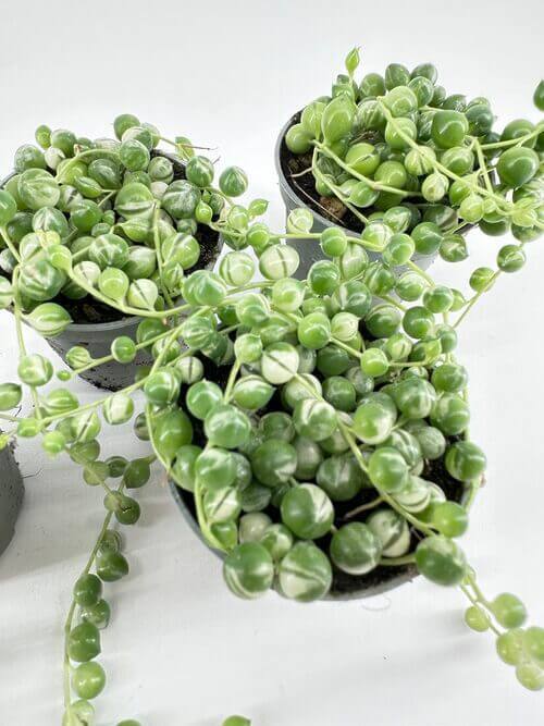 Three pots with vibrant string of pearls succulents on a minimalistic, light-coloured background.