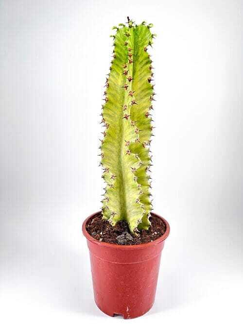 Tall green cactus with thorns in a brown pot on a white background.