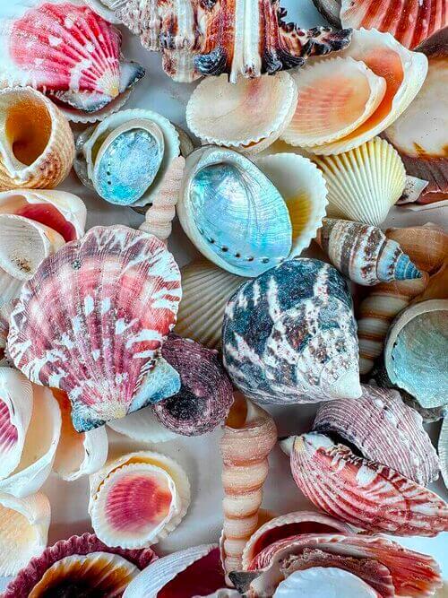 A vibrant collection of colourful seashells with varied textures, including scallop and abalone shells.