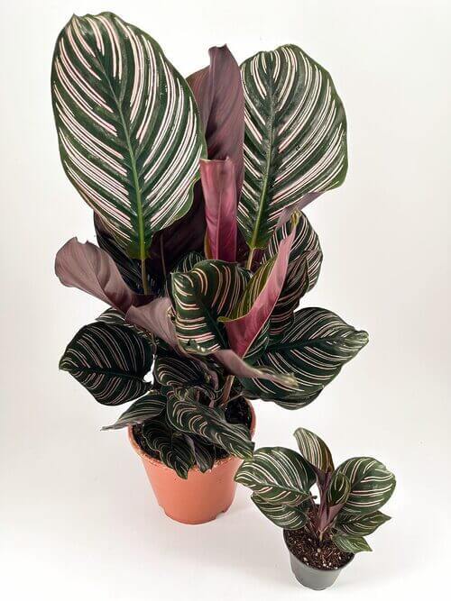 Calathea ornata plants showcasing vivid pink stripes on green foliage with burgundy undersides.