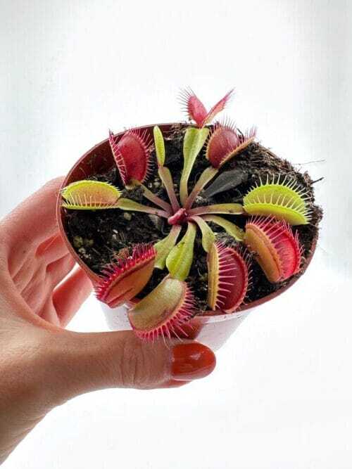 Carnivorous Dionaea Muscipula Venus Flytrap