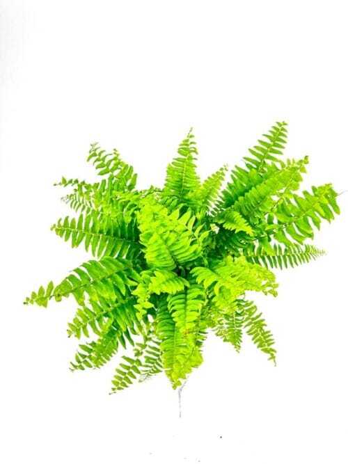 Boston Fern Nephrolepis Exaltata Green Lady