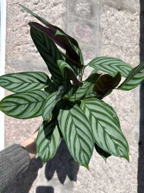 calathea prayer plant