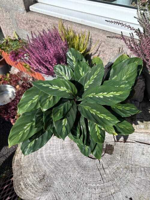 calathea