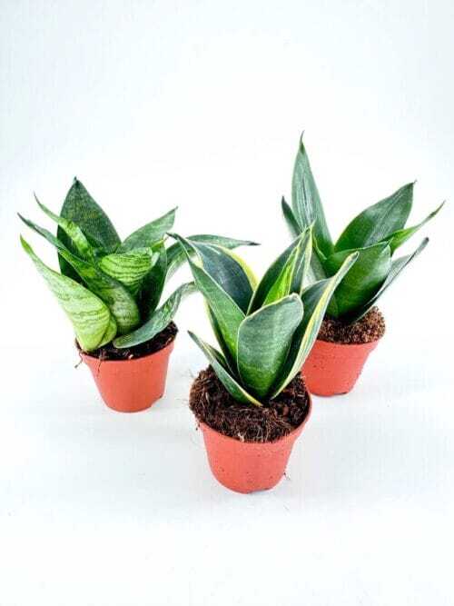 Sansevieria Hahnii Bird's Nest Snake Plant