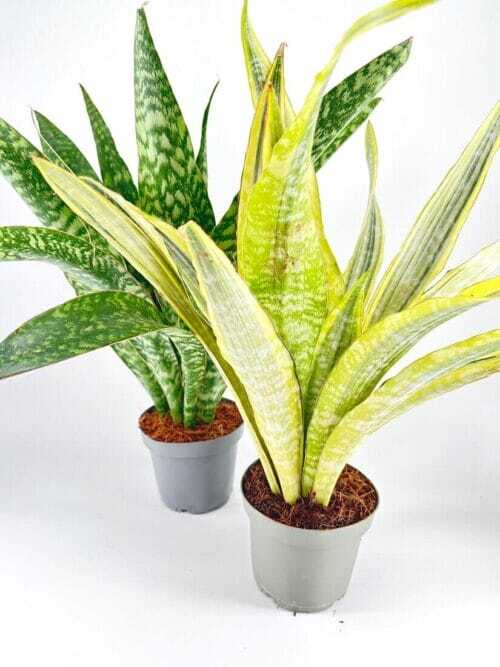 Sansevieria Aubrytiana Snake Plant